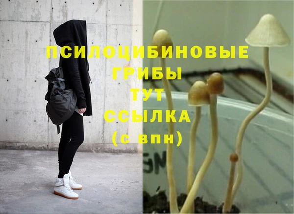 прущие грибы Бронницы